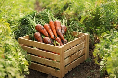 Wooden crate of fresh ripe carrots on field. Organic farming