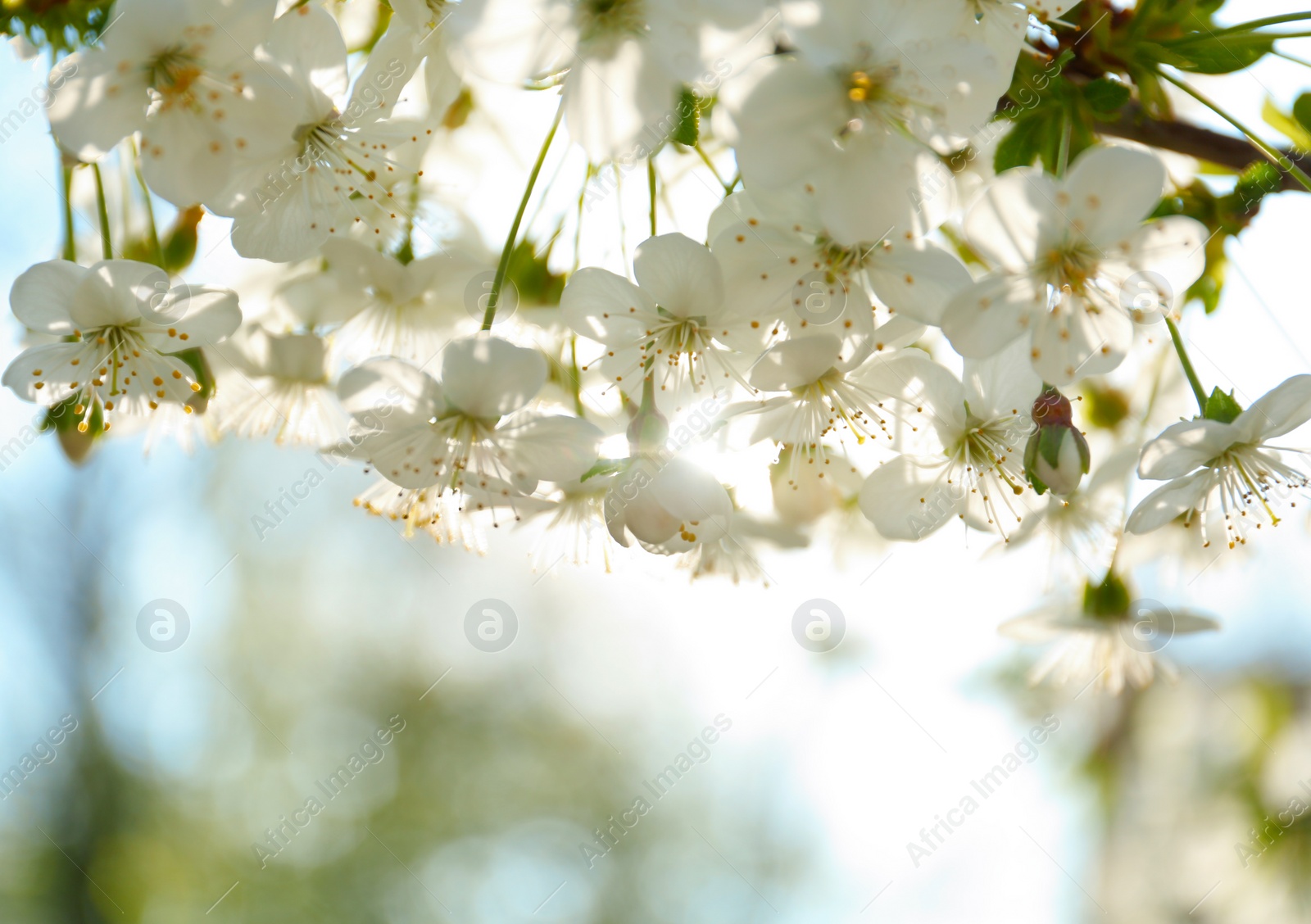 Photo of Blossoming cherry tree, closeup