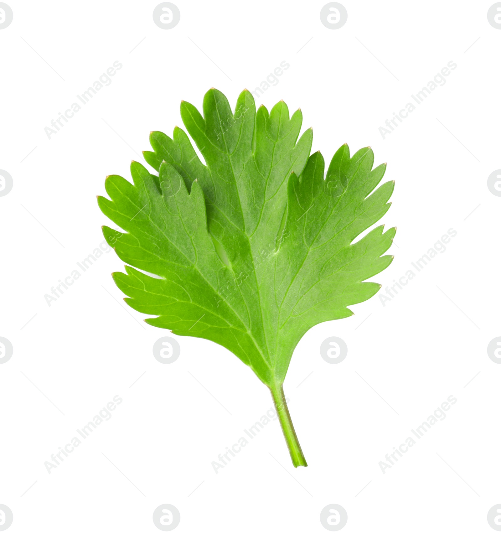 Photo of Aromatic fresh green cilantro isolated on white, top view