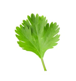 Aromatic fresh green cilantro isolated on white, top view