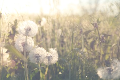 Photo of Beautiful fluffy dandelions growing outdoors on sunny day. Meadow flowers