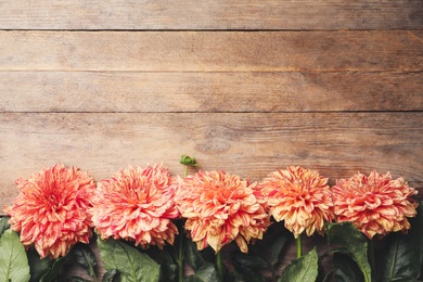 Photo of Beautiful dahlia flowers on wooden background, flat lay. Space for text