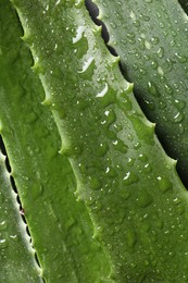 Photo of Fresh aloe vera leaves with water drops as background, top view