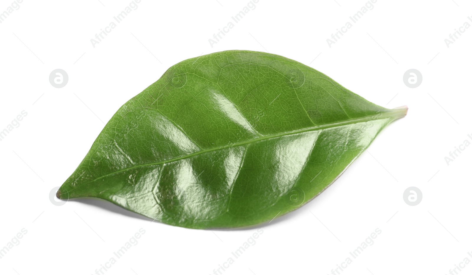 Photo of Fresh green leaf of coffee plant on white background