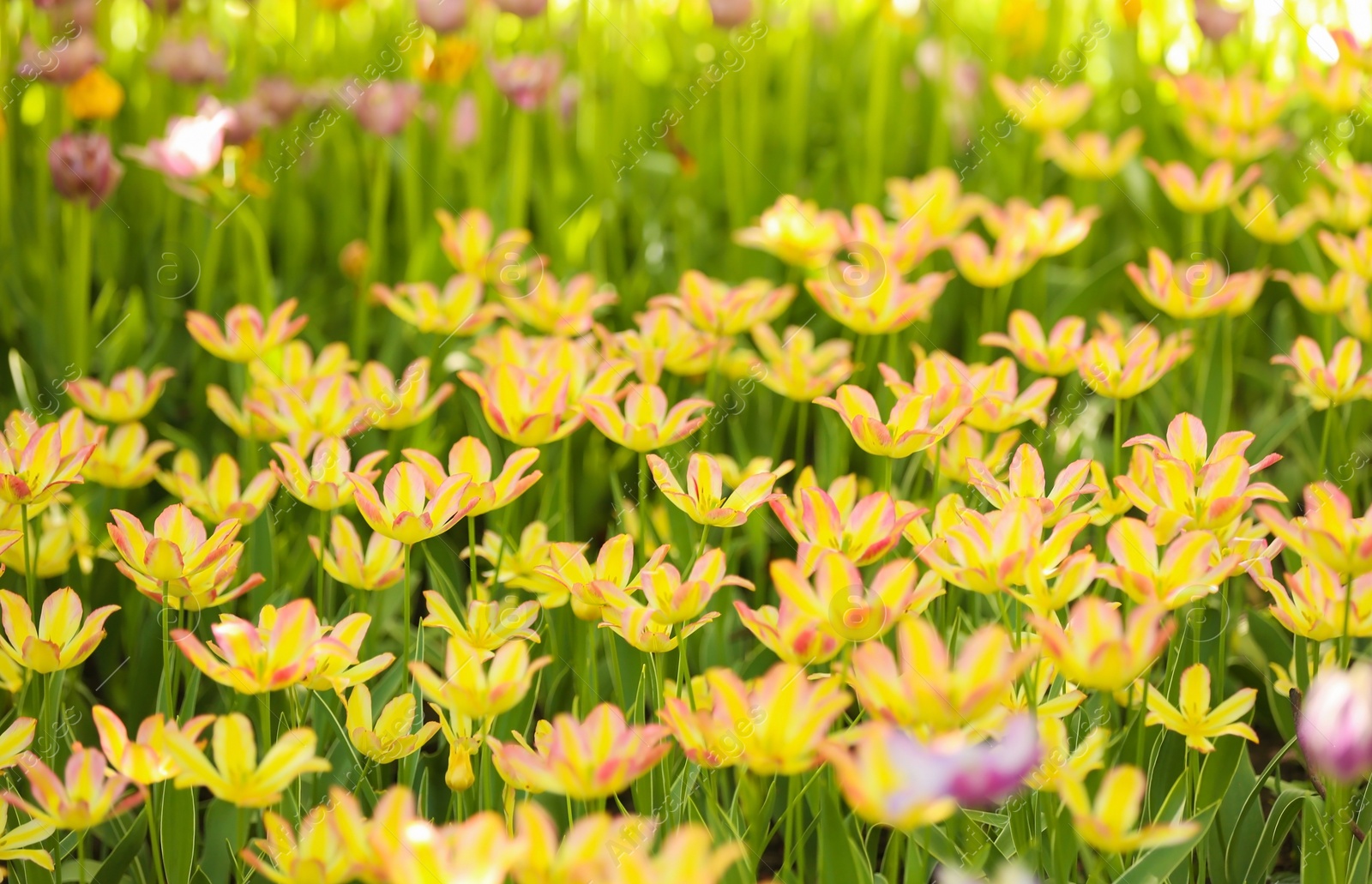 Photo of Blossoming tulips outdoors on sunny spring day