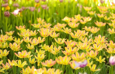 Photo of Blossoming tulips outdoors on sunny spring day