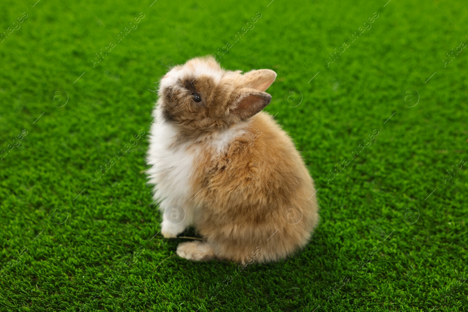 Photo of Cute fluffy pet rabbit on green grass