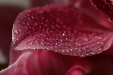 Closeup view of beautiful blooming flower with dew drops as background