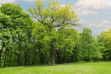 Photo of Beautiful tall tree with green leaves in park