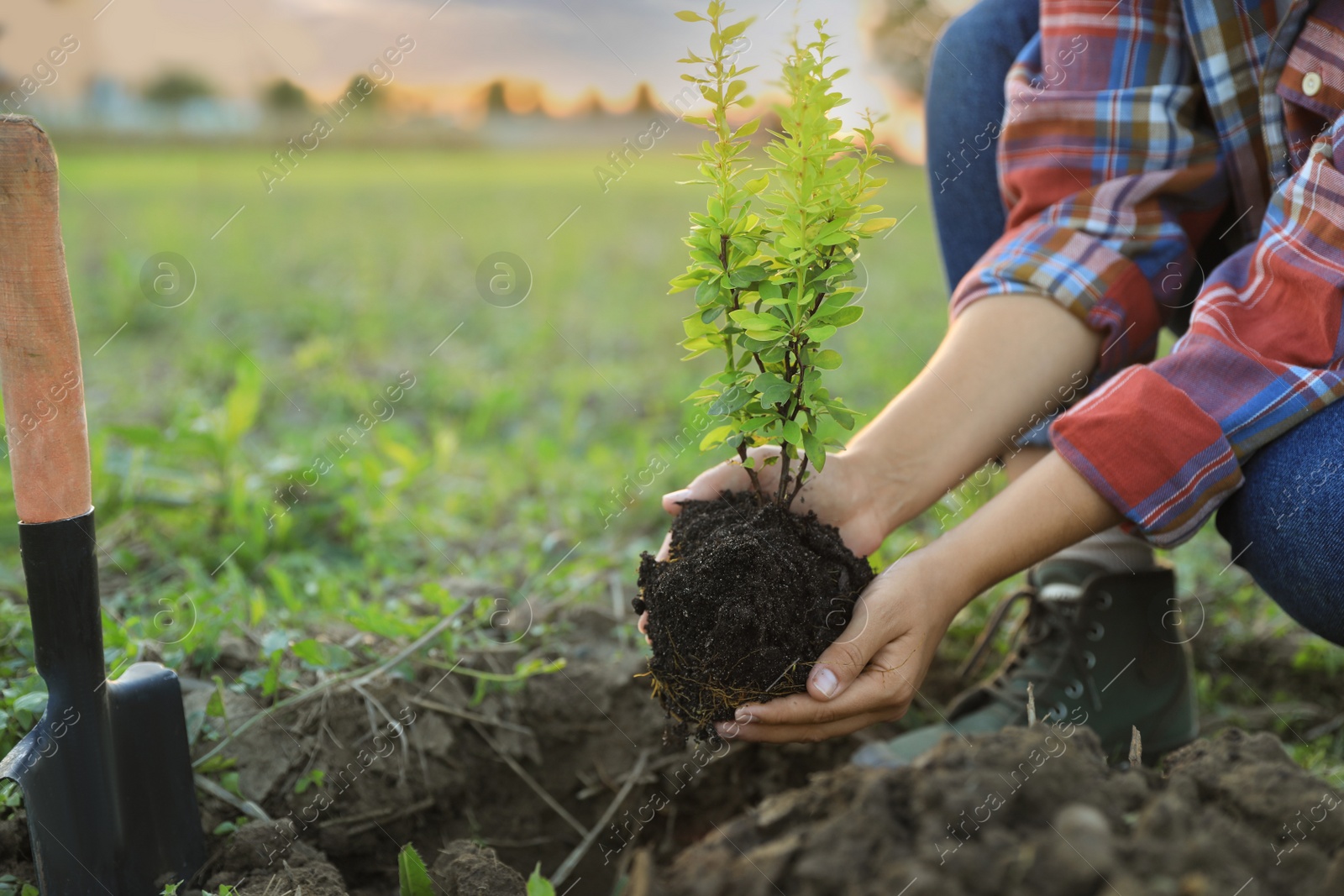 Photo of Woman planting tree in countryside, closeup view