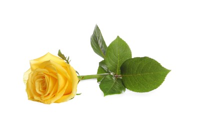 Beautiful fresh yellow rose isolated on white