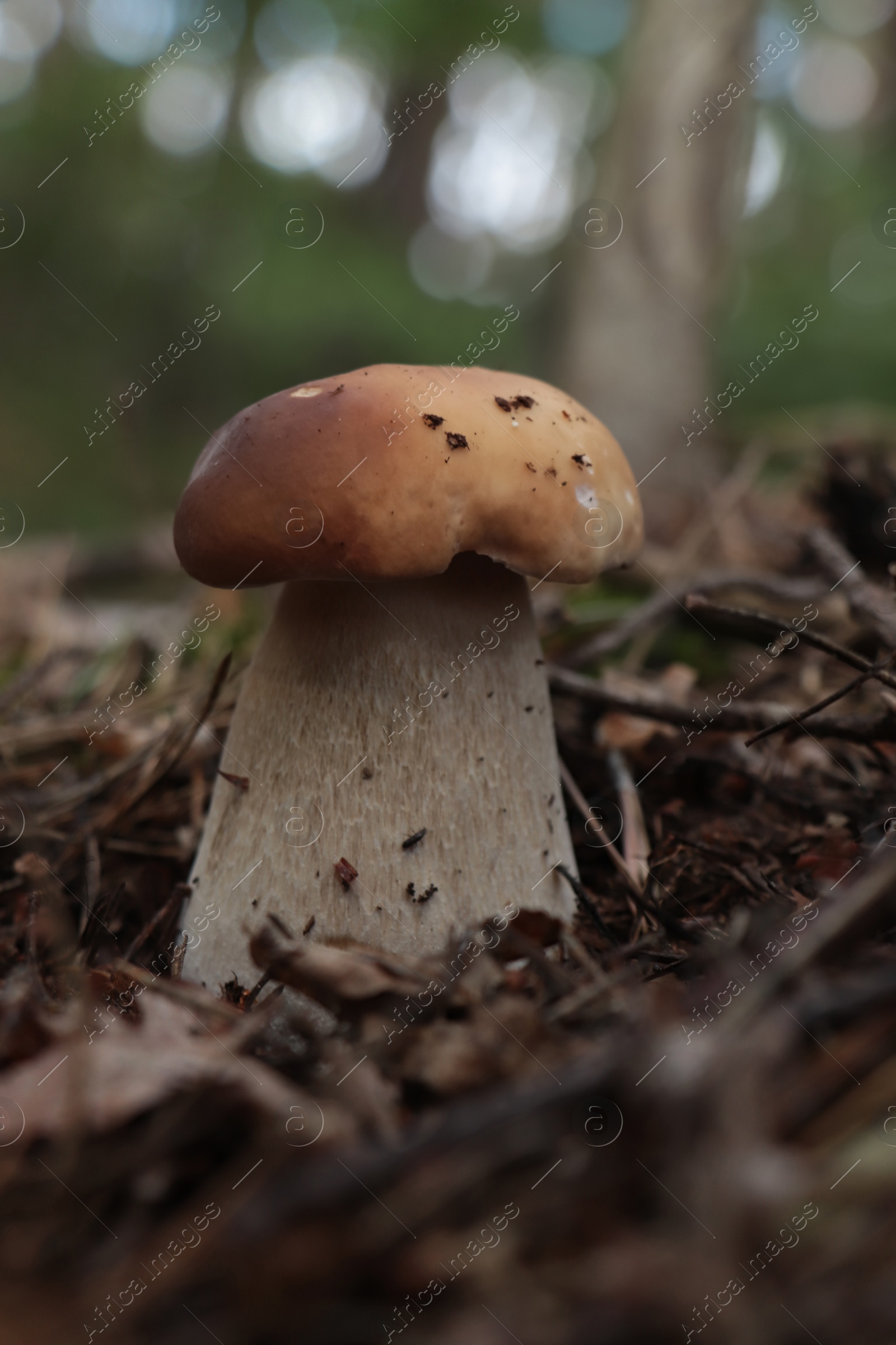 Photo of Beautiful porcini mushroom growing in forest on autumn day