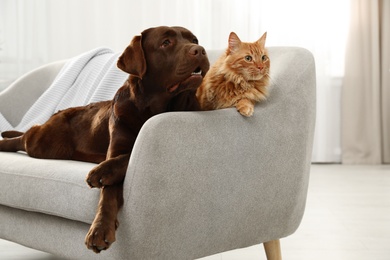 Photo of Cat and dog together on sofa indoors. Fluffy friends