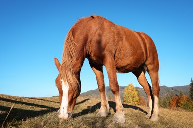 Photo of Brown horse grazing in mountains on sunny day. Beautiful pet