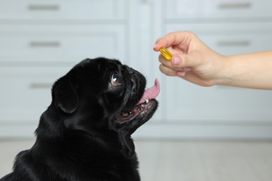 Woman giving pill to cute Pug dog in room, closeup