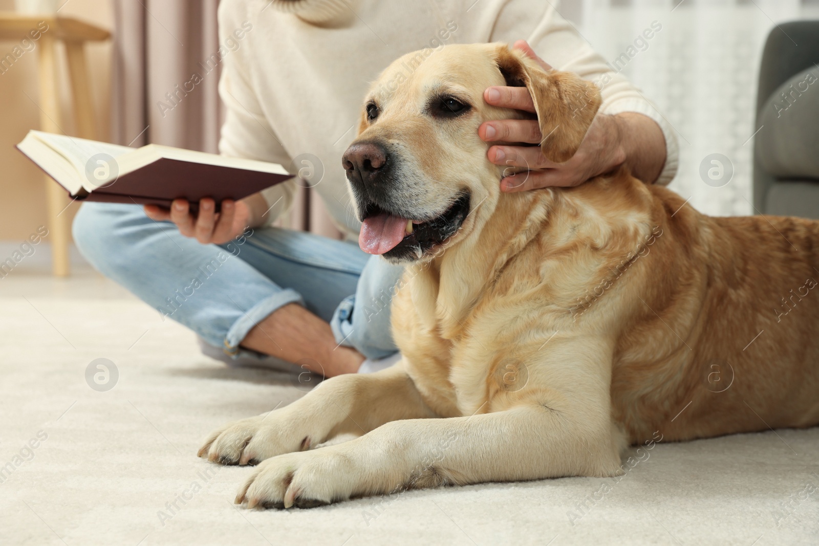 Photo of Man reading book on floor near his cute Labrador Retriever at home, closeup