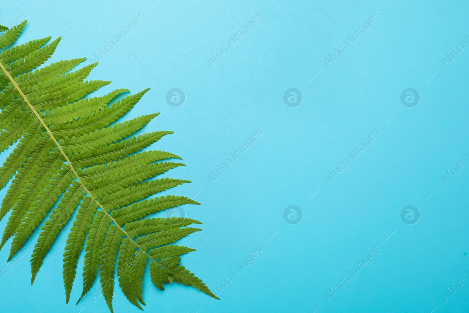 Photo of Beautiful tropical fern leaf on light blue background, top view