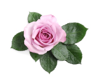 Beautiful blooming rose flower on white background, top view