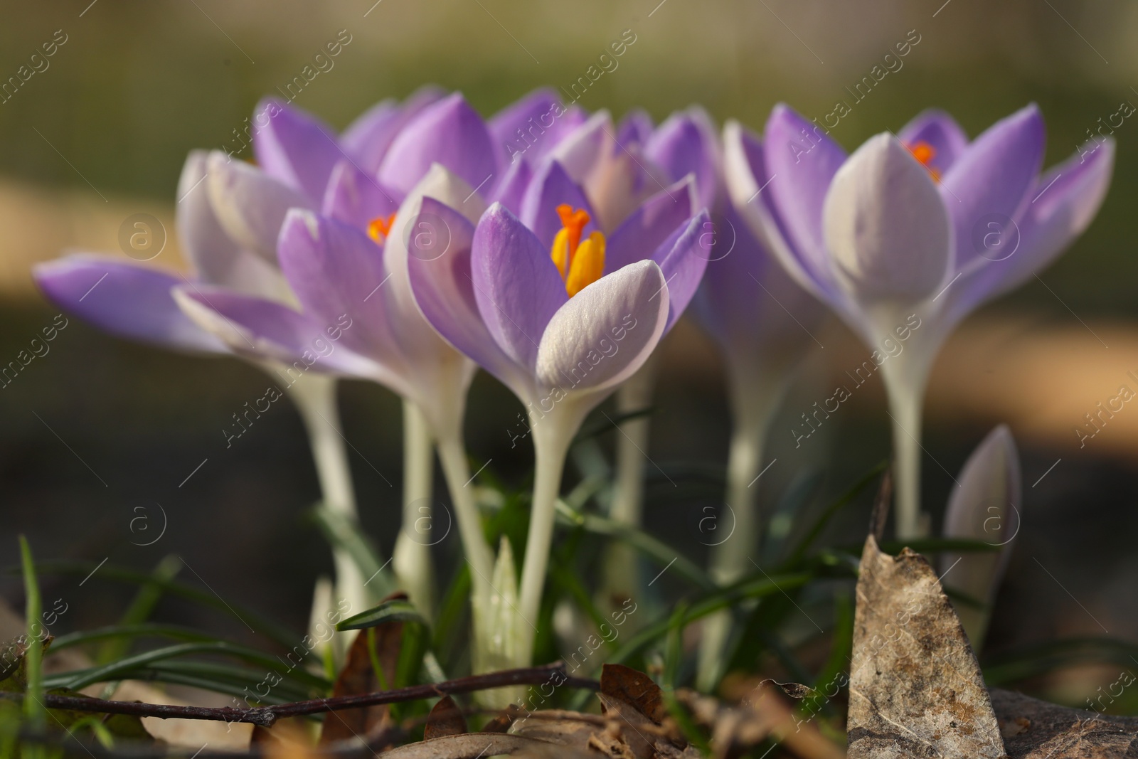 Photo of Beautiful crocus flowers growing outdoors, closeup view