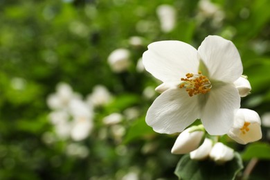 Photo of Closeup view of beautiful jasmine flowers outdoors. Space for text