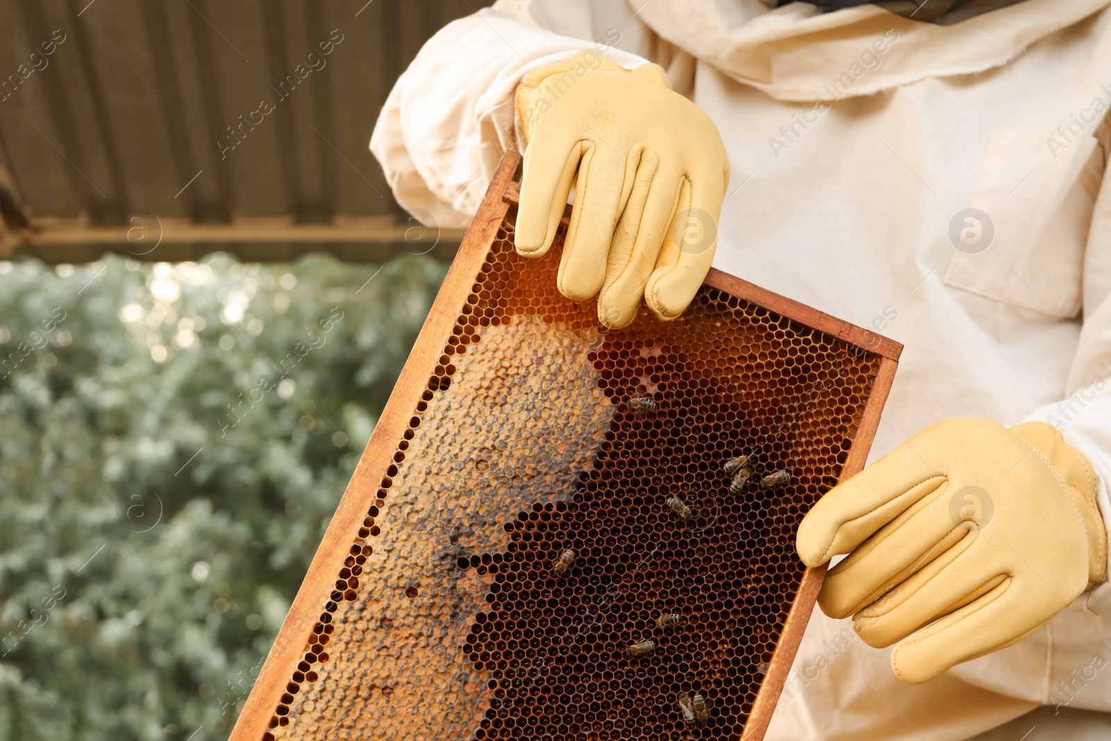 Photo of Beekeeper in uniform with honey frame at apiary, closeup