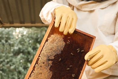 Beekeeper in uniform with honey frame at apiary, closeup