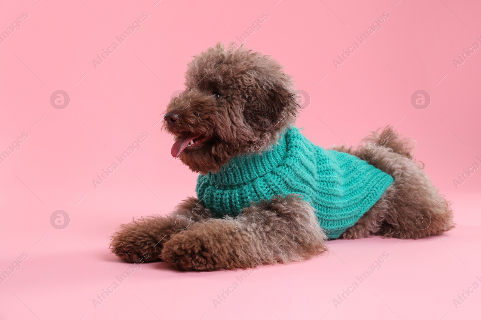 Photo of Cute Toy Poodle dog in knitted sweater on pink background