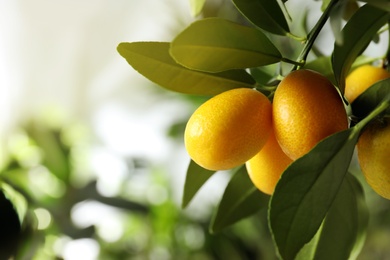 Photo of Kumquat tree with ripening fruits outdoors, closeup. Space for text