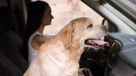 Funny Golden Labrador Retriever dog and young woman in modern car