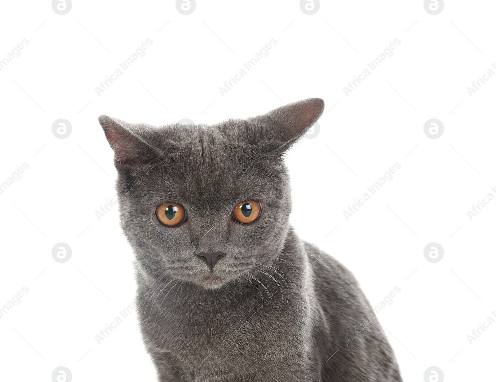 Photo of Adorable grey British Shorthair cat on white background