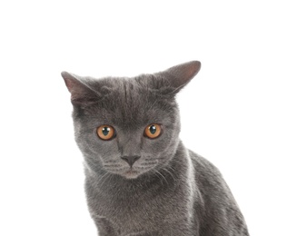 Photo of Adorable grey British Shorthair cat on white background