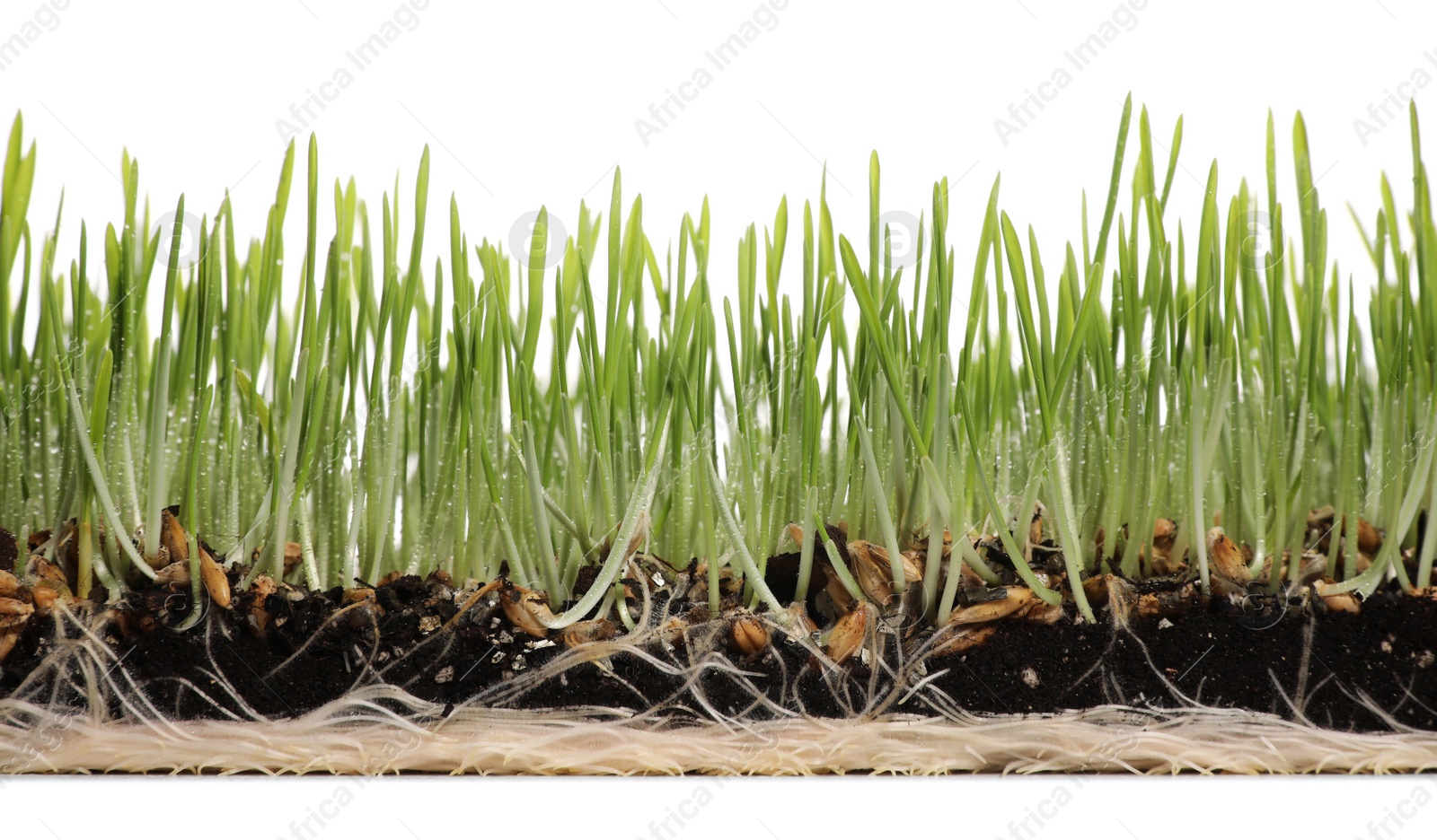 Photo of Soil with wet green wheatgrass on white background