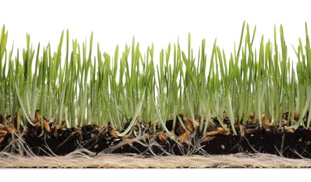 Photo of Soil with wet green wheatgrass on white background
