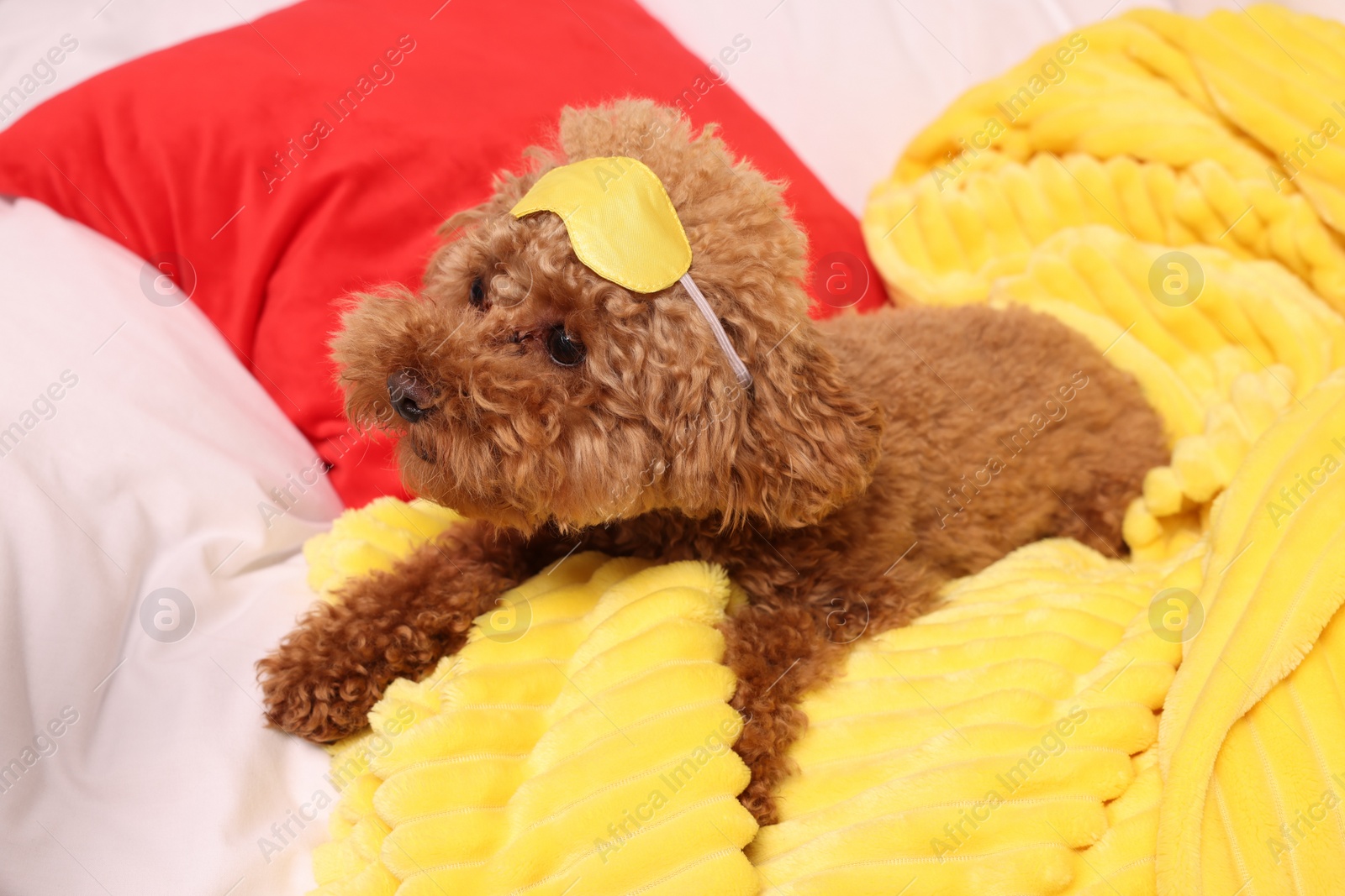 Photo of Cute Maltipoo dog with sleep mask resting on soft bed