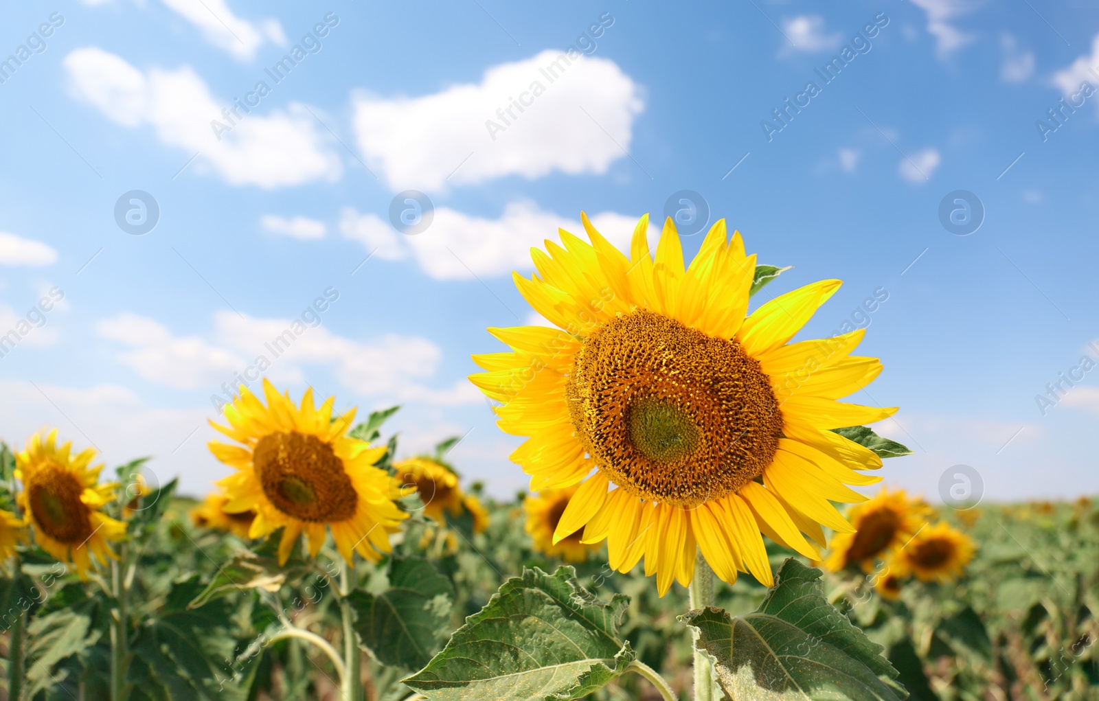 Photo of Beautiful view of sunflowers growing in field