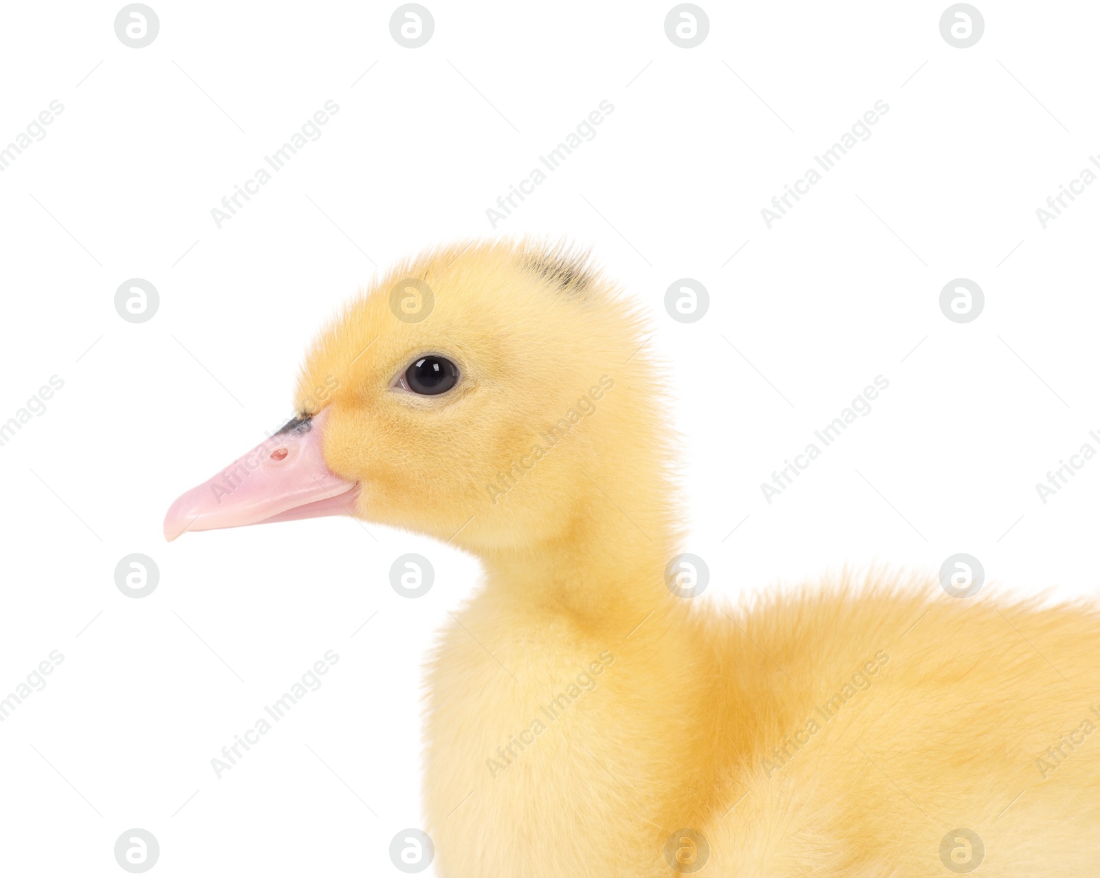 Photo of Baby animal. Portrait of cute fluffy duckling on white background