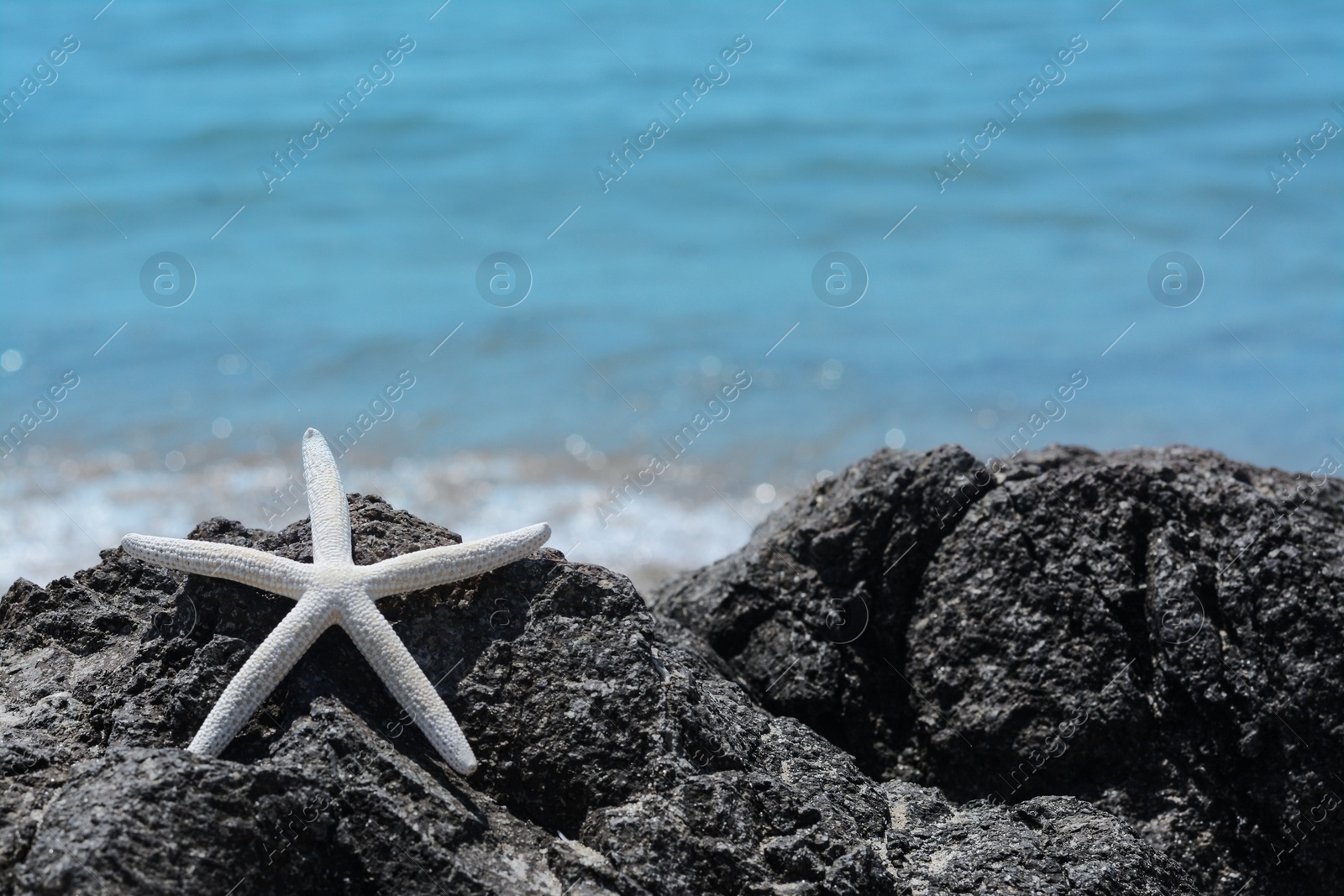 Photo of Beautiful starfish on black stone near sea, space for text