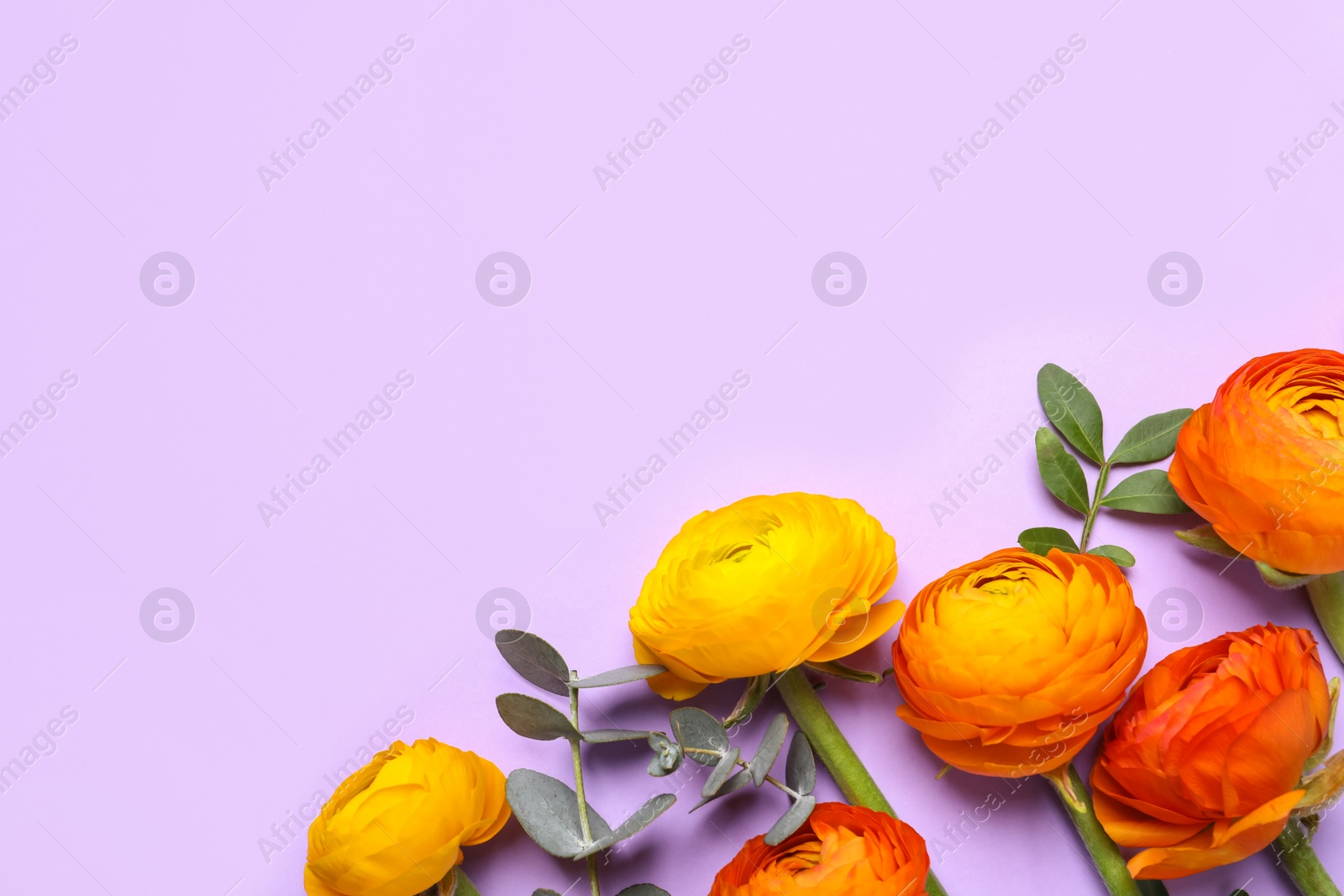 Photo of Beautiful ranunculus flowers on light violet background, flat lay. Space for text