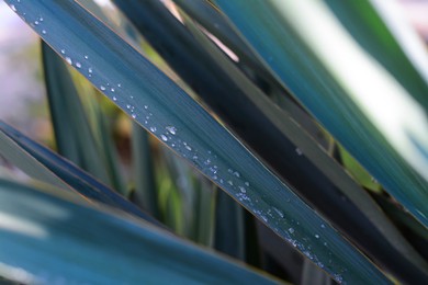 Photo of Beautiful leaves with water drops outdoors, closeup