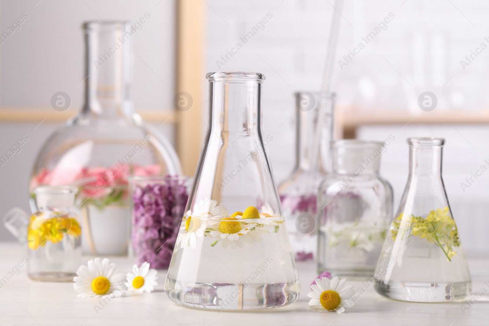 Photo of Laboratory glassware with flowers on white wooden table. Extracting essential oil for perfumery and cosmetics