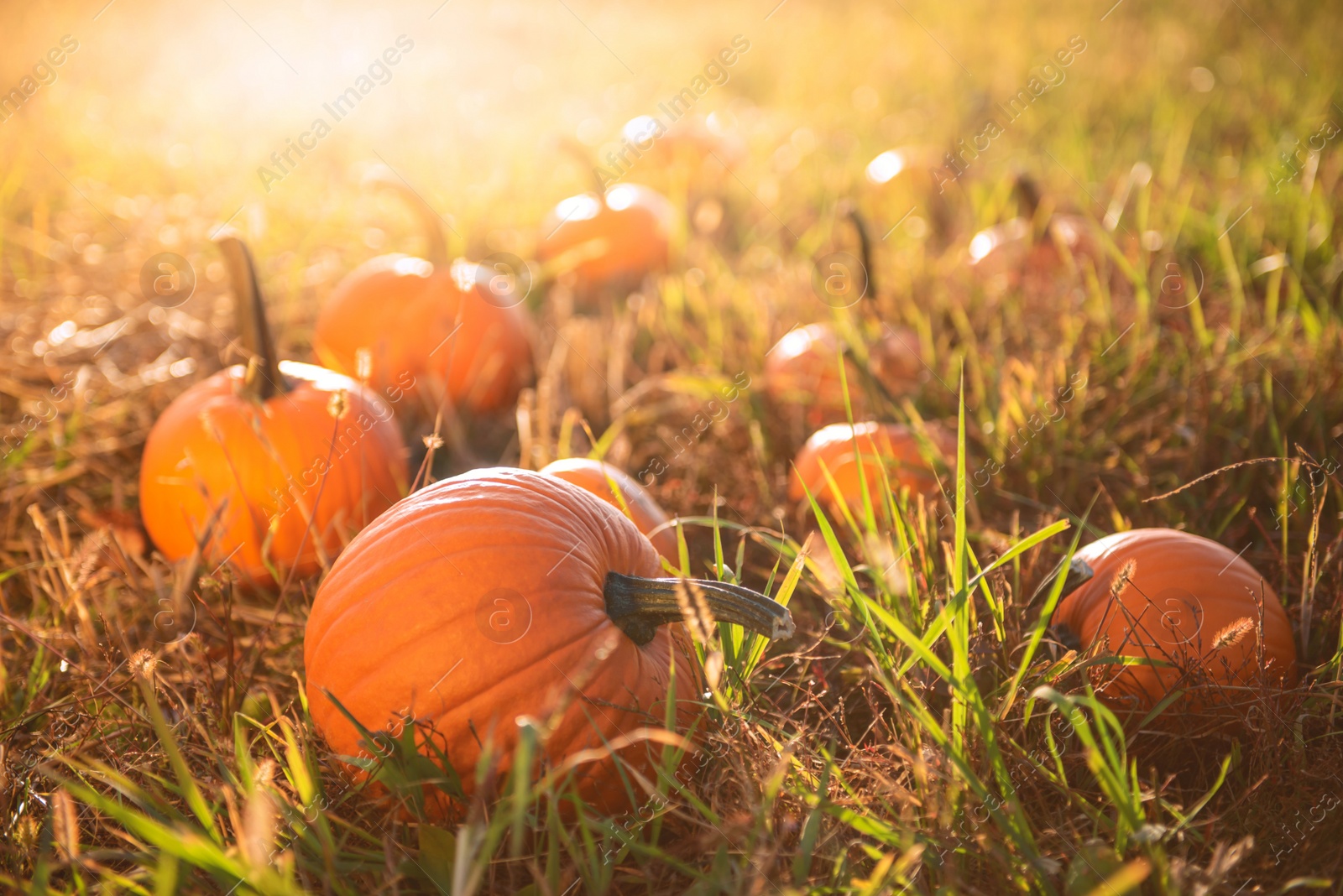 Photo of Many ripe orange pumpkins in field outdoors