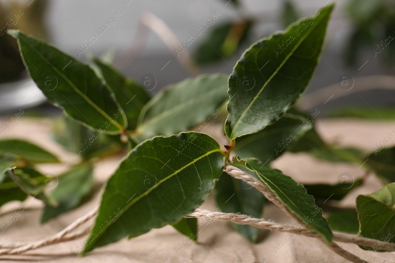 Photo of Branch of fresh green bay leaves and twine on parchment paper, closeup