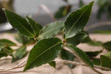 Photo of Branchfresh green bay leaves and twine on parchment paper, closeup