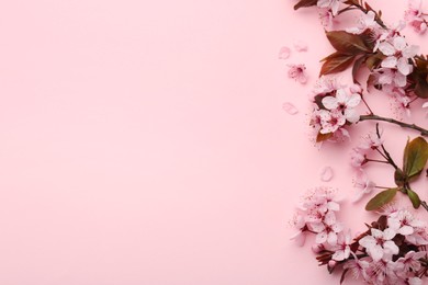 Photo of Spring tree branches with beautiful blossoms on pink background, top view. Space for text