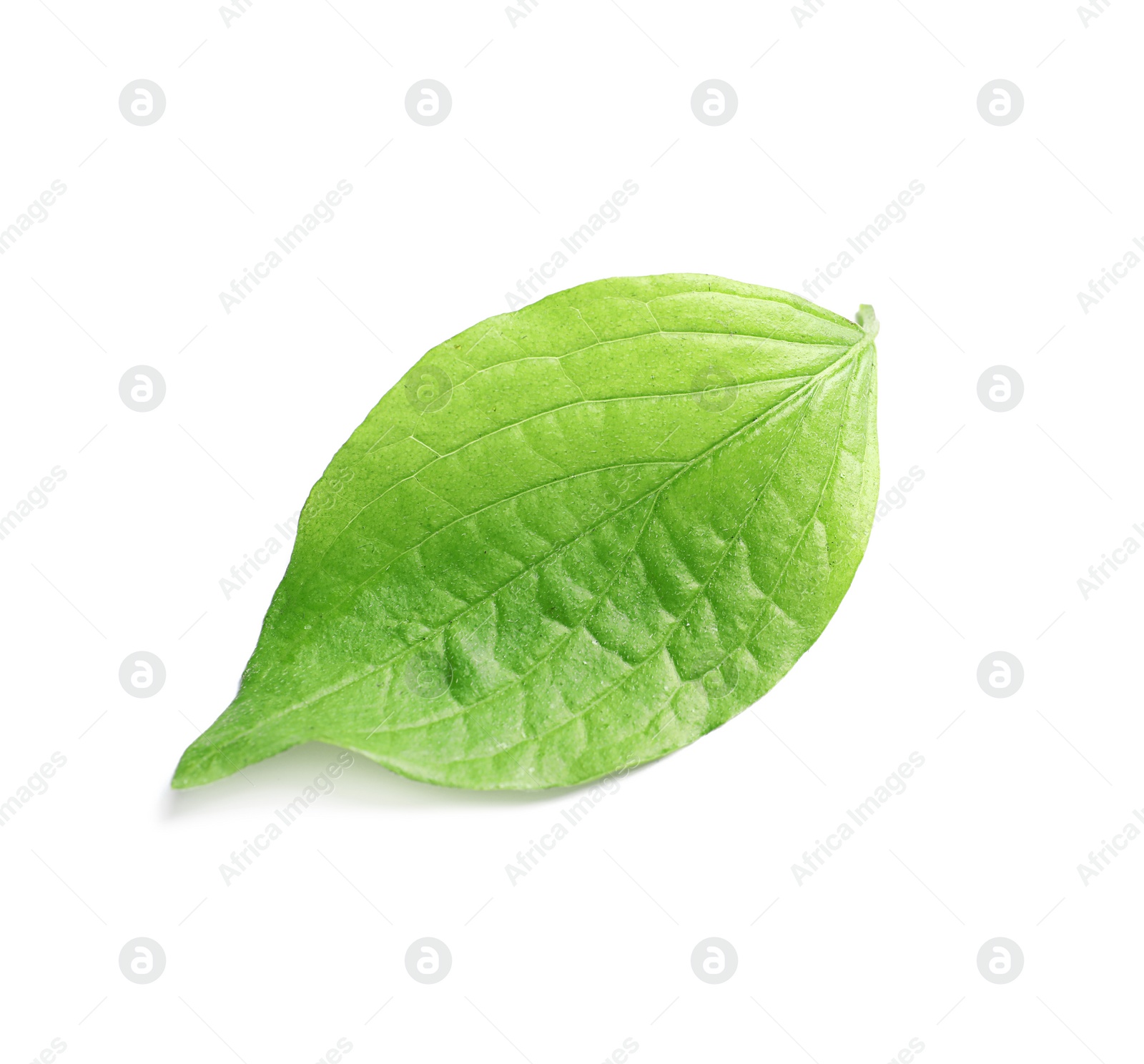 Photo of Beautiful spring green leaf on white background