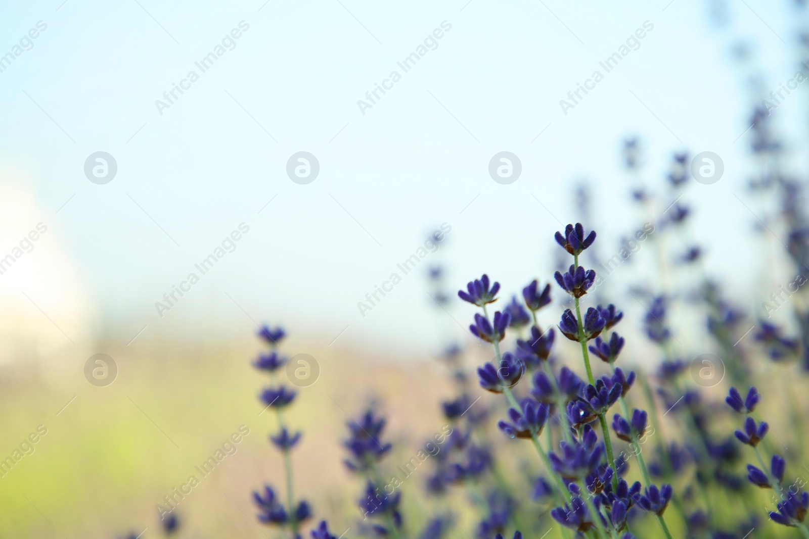 Photo of Beautiful blooming lavender growing in field, closeup. Space for text