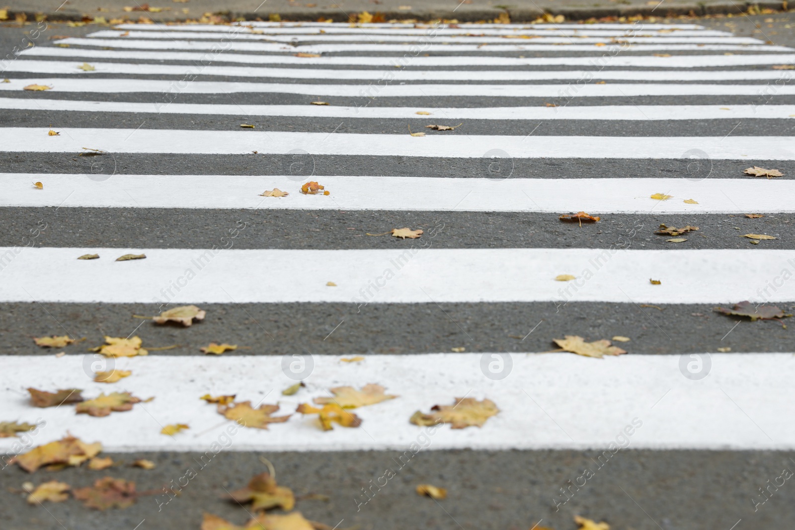 Photo of Pedestrian crossing on empty city street in autumn, closeup