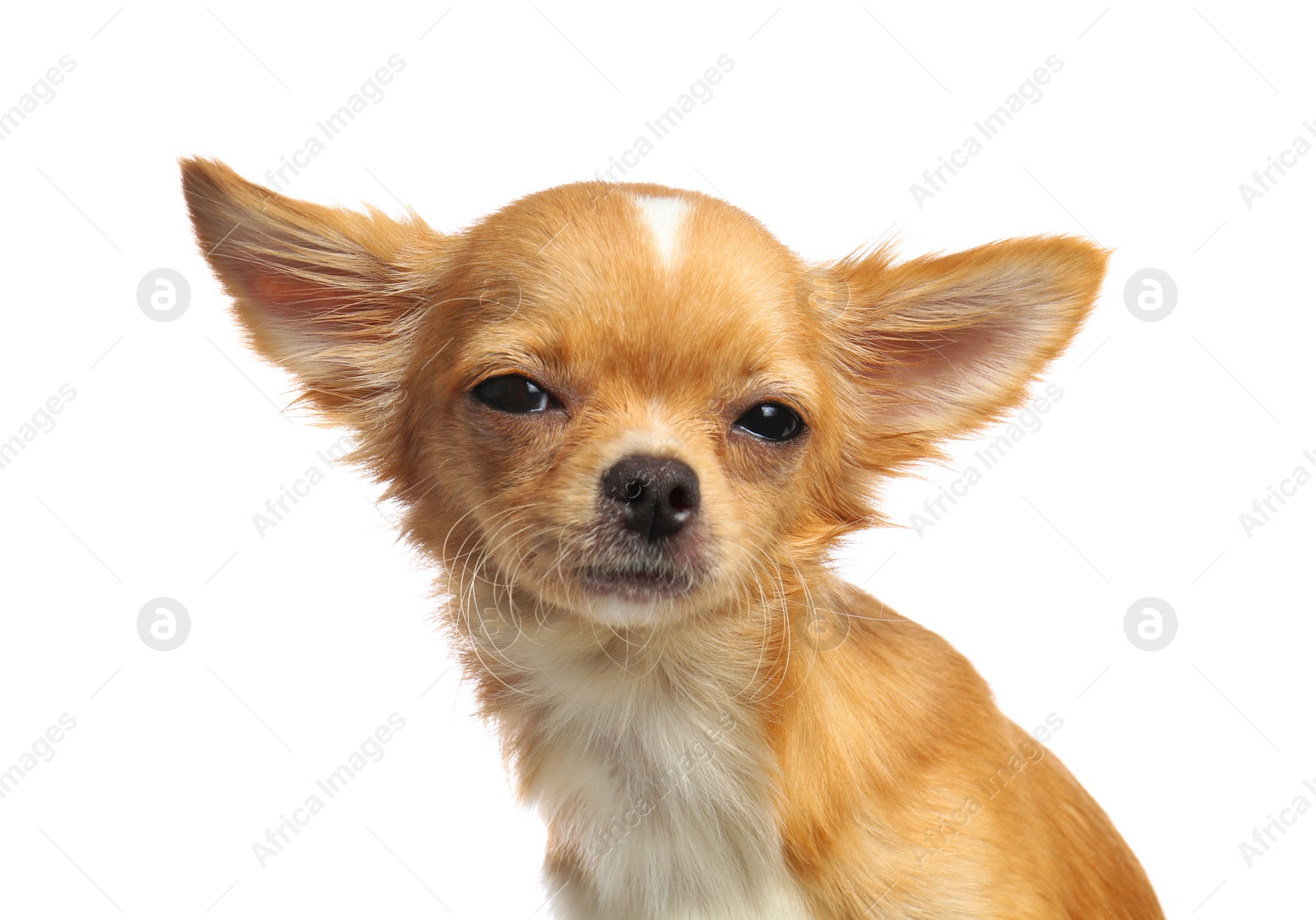 Photo of Cute small Chihuahua dog on white background