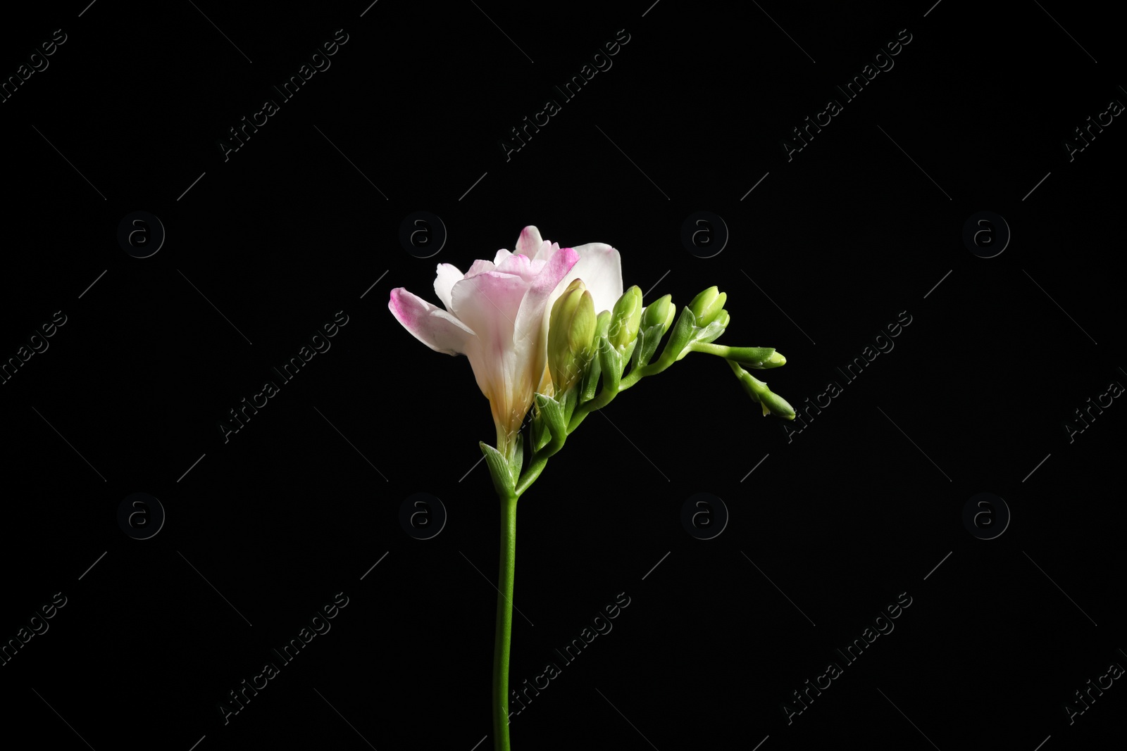 Photo of Beautiful tender freesia flower on black background