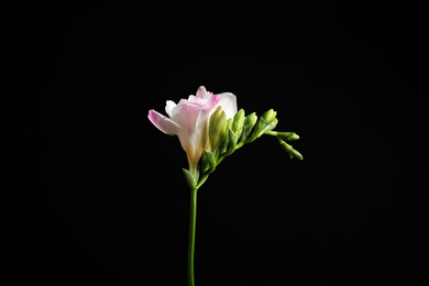 Photo of Beautiful tender freesia flower on black background